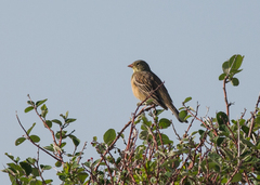 Emberiza hortulana