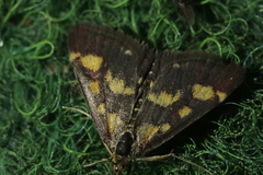 Pyrausta purpuralis