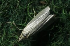 Crambus perlella