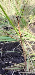 Rosa majalis