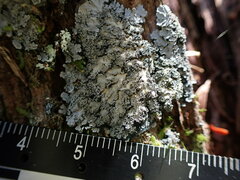 Pannaria conoplea image