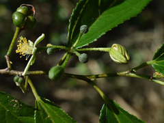 Grewia australis
