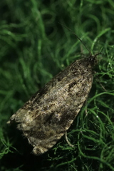 Syricoris lacunana
