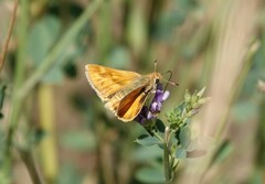 Ochlodes sylvanoides