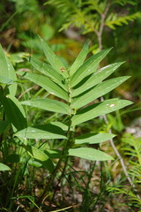 Maianthemum stellatum