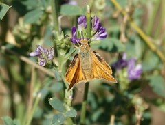 Ochlodes sylvanoides