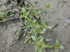 Lindernia procumbens