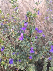 Dyschoriste rogersii