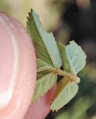 Rosa majalis