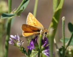 Ochlodes sylvanoides