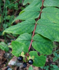 Hypericum androsaemum