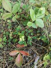 Potentilla fragarioides