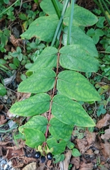 Hypericum androsaemum