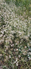 Falcaria vulgaris
