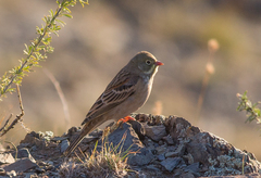 Emberiza hortulana