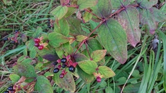 Hypericum androsaemum