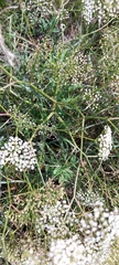 Falcaria vulgaris