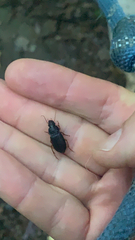 Pseudoophonus