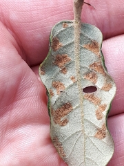 Aceria quercina