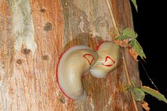 Triboniophorus graeffei