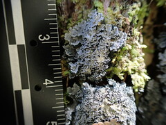 Pannaria conoplea image