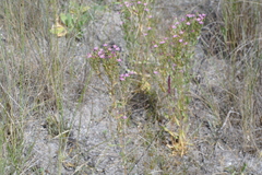 Centaurium anatolicum