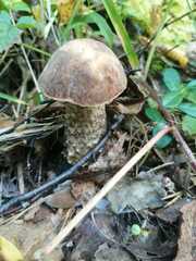 Leccinum duriusculum