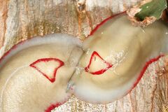 Triboniophorus graeffei