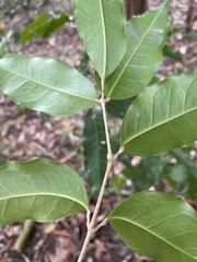 Canarium australianum