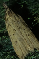 Dichomeris limosellus