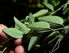 Bonamia dietrichiana