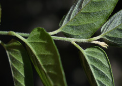 Bonamia dietrichiana