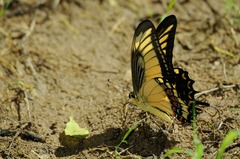 Heraclides androgeus reyesorum