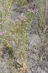Centaurium anatolicum