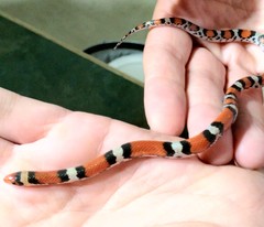 Cemophora coccinea copei