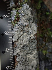 Pannaria conoplea image