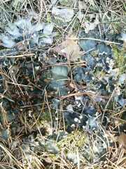 Peltigera polydactylon