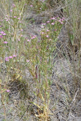 Centaurium anatolicum