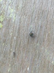 Thorelliola ensifera