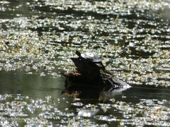 Trachemys scripta elegans