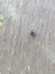 Thorelliola ensifera