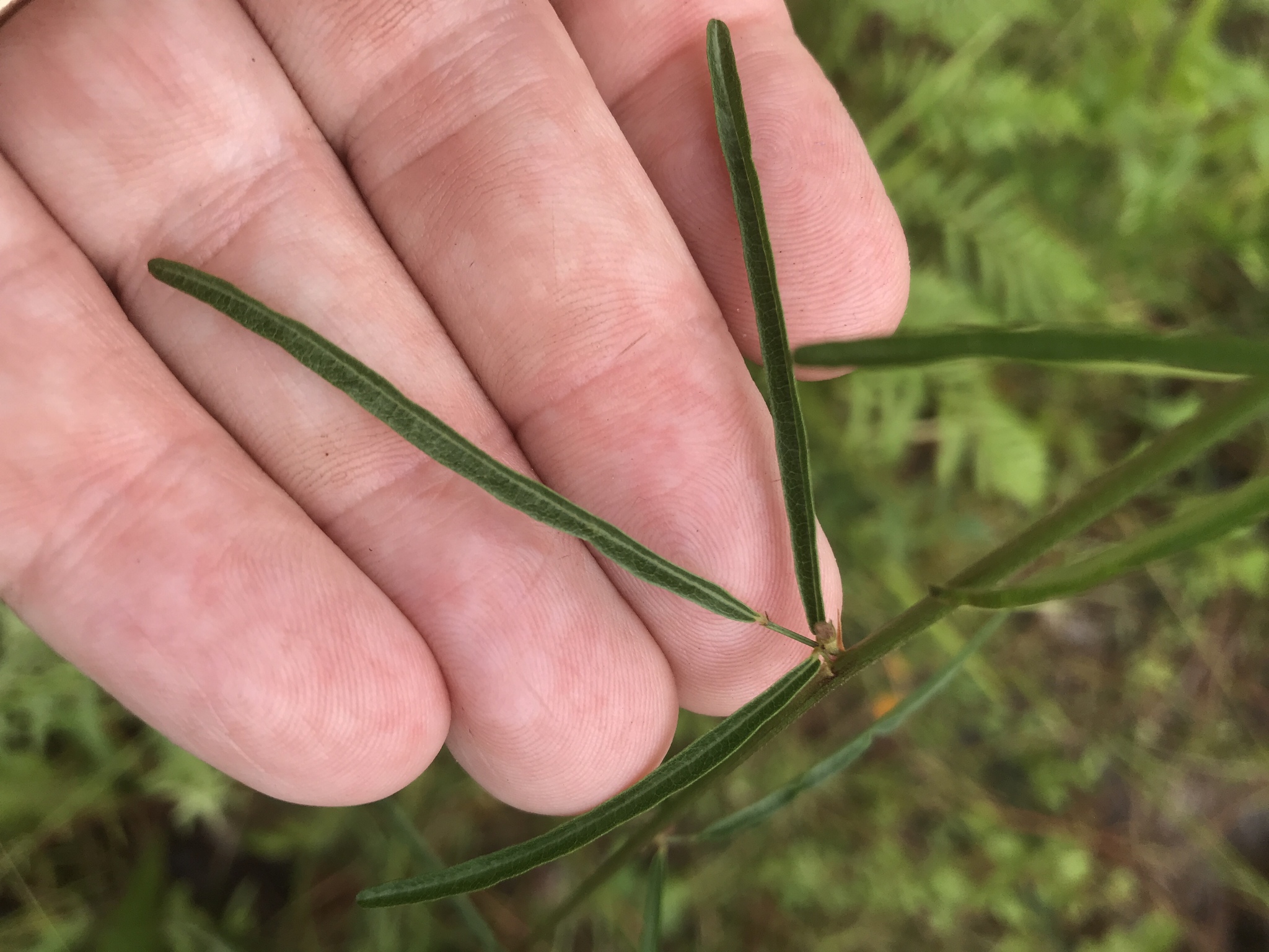 Desmodium tenuifolium