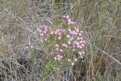 Centaurium anatolicum