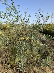 Nicotiana glauca