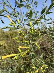 Nicotiana glauca