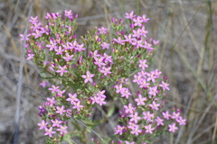 Centaurium anatolicum