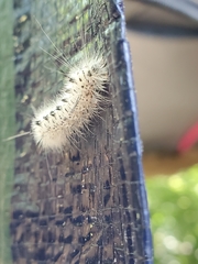 Lophocampa caryae