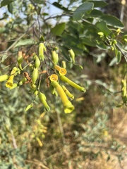 Nicotiana glauca