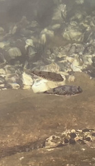 Tetractenos hamiltoni