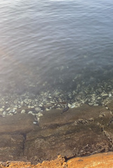 Tetractenos hamiltoni